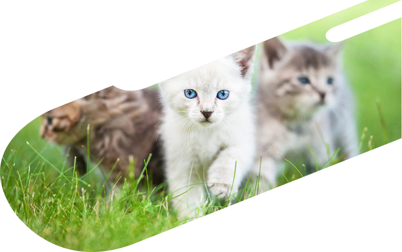 Cats